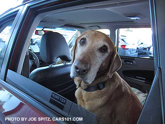 dog in her 2014 Subaru Forester