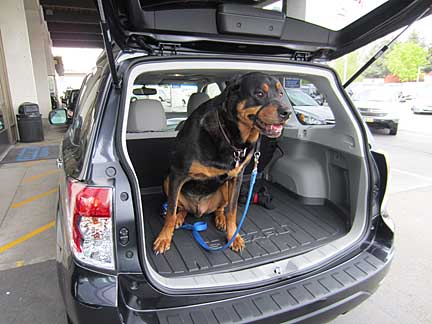 Floyd the Rottweiler dog in his new 2012 subaru Forester, May 2012