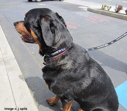 Subaru dog leash on Rottweiler Floyd, May 2012