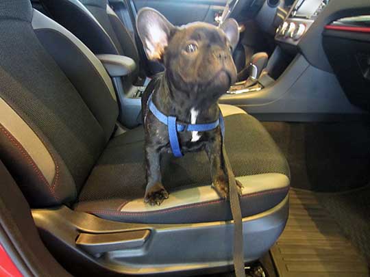 an adorable black/brindle French Bulldog puppy, he would fit in a shoebox,  not even named yet, shown in a new 2017 Subaru Crosstrek, August 2016