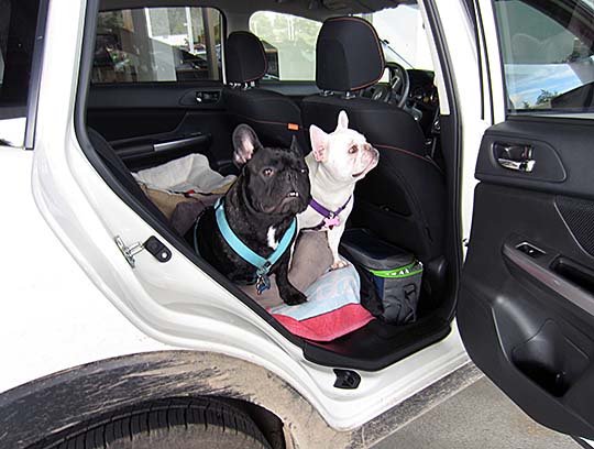 3 year old French Bulldogs Chase and Maddie in their 2016 Subaru Crosstrek, March 2018