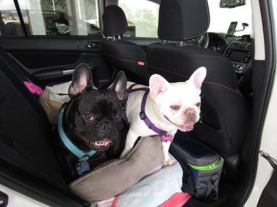 3year old French Bulldogs Chase and Maddie in their 2016 Subaru Crosstrek, 3/18