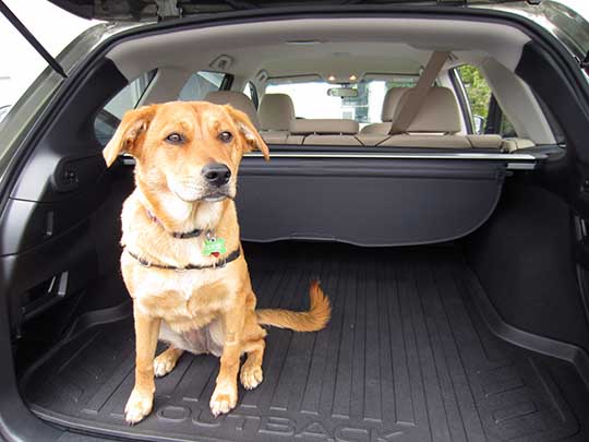 Dog Freya is a 7 month old Lab mix, in her new 2017 Outback, June  2017