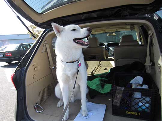Ghost in the back of his Tribeca.  He's around 13 months old. September 2016