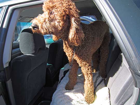 Godot the dog in his Subaru Legacy wagon