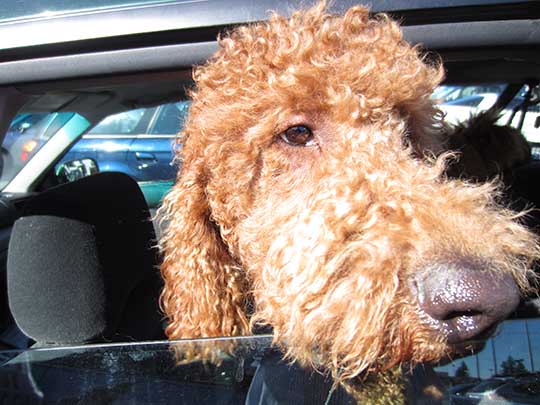 closeup of Godot the dog in his Subaru Legacy wagon