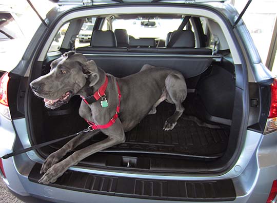 Captain is a wonderful blue Great Dane, in his 2013 Outback.