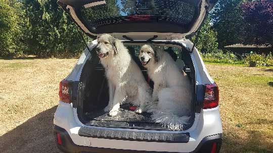 2 Great Pyrenees Wendy and Todo in their 2018 Subaru Outback, August 2018