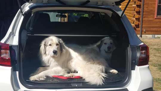 2 Great Pyrenees Wendy and Todo in their 2018 Subaru Outback, August 2018