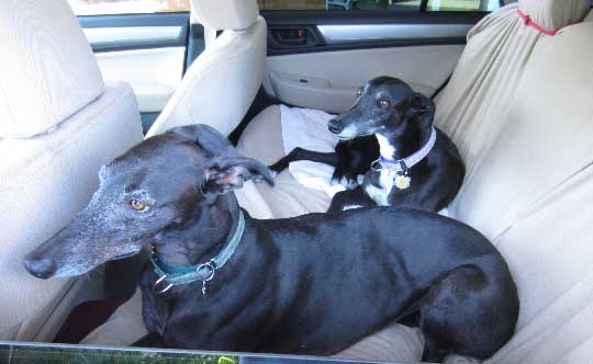 Greyhounds Ellie and Maddy in their Subaru Forester, July 2018