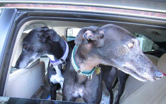 Greyhounds Ellie and Maddy in their Subaru Forester, July 2018