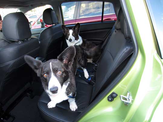 2 corgys in a 2014 plasma green Subaru Corsstrek Hybrid back seat