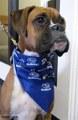 Boxer Hanna wearing a Subaru bandana, May 2011