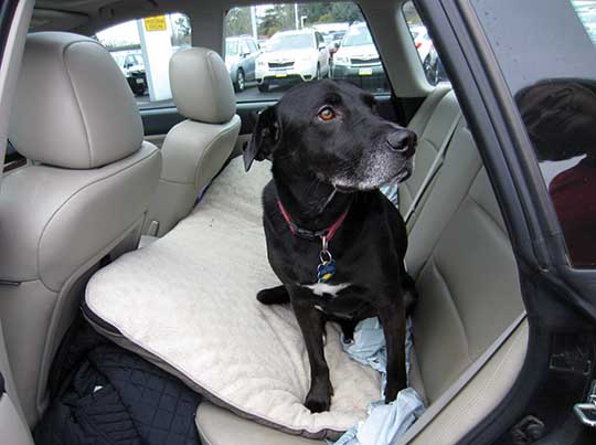 Harley the lab in his 2009 Subaru Outback