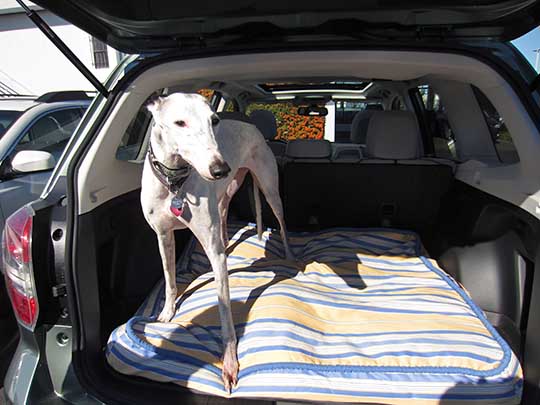 Harmony is a greyhound, shown in the cargo area of her 2016 Forester. October 2015