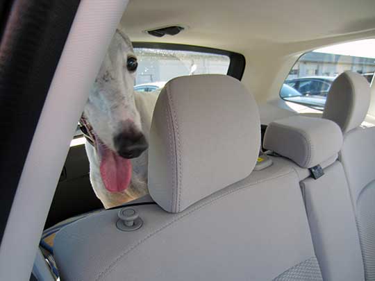 Harmony is a greyhound, shown in her 2016 Forester. October, 2015