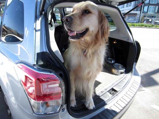 Hudson the Lab in his 2018 Forester, April 2018