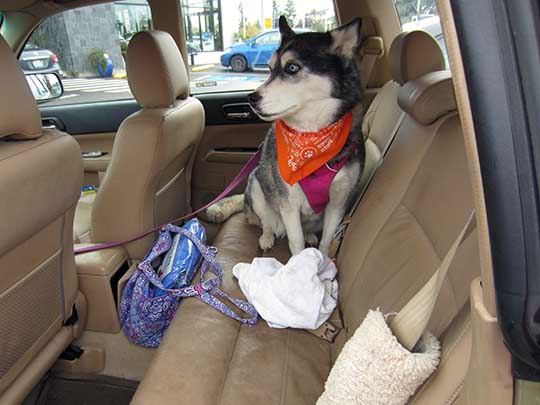 Keisha the Husky wearing an orange Subaru Loves Pets bandana,  in her Subaru Forester. November 2017