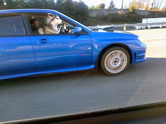 a husky in a wr blue wrx on I-5 near Edmonds, Wa, Feb 5, 2014