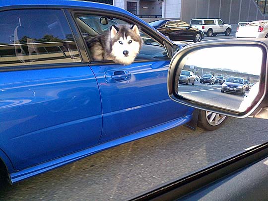 a Husky in a blue STI on I-5, February 2015