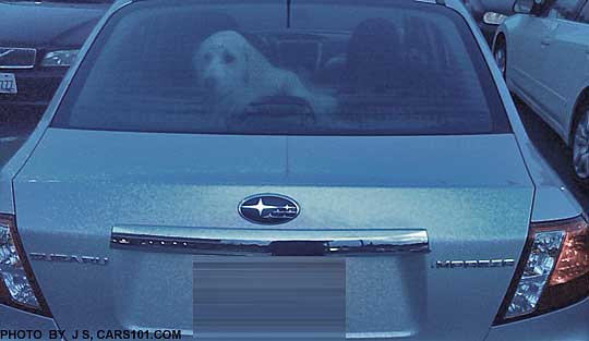 dog in the back seat of a subaru impreza, watching the people go by