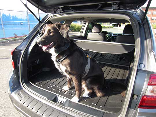 English Shepard dog Jane in her new 2018 Subaru Outback. Taken November 2018.