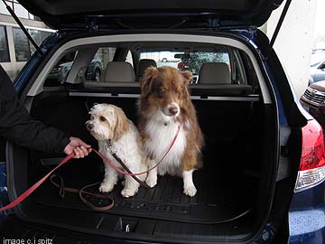 Jasper and Sophie November 2010, new Forester