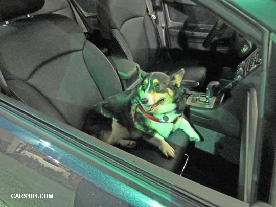 Josie the Corgi in her 2013 Impreza 5 door