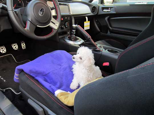 a puppy in the Subaru BRZ