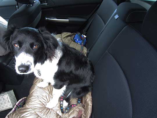 Ki is an Border Collie/Corgie mix. In his 2016 Impreza Sport, July 2016