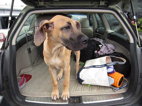 Kilowog the Great Dane puppy in his Subaru Outback wagon, March 22, 2015