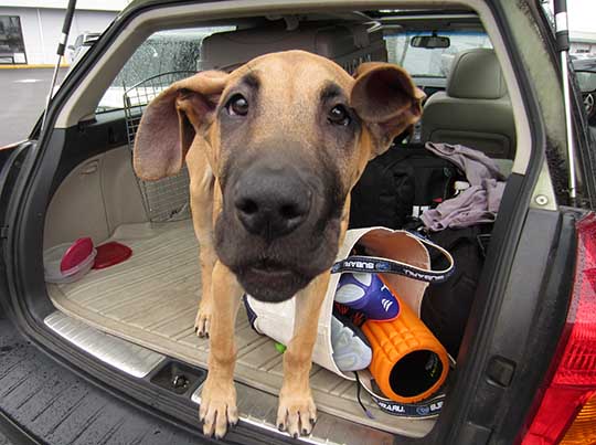 Kilowog the Great Dane puppy in his Subaru Outback wagon checking out the camera, March 22, 2015
