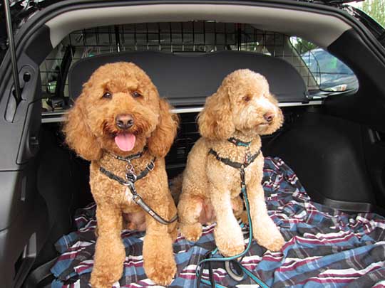 Australian Labradoodles Kinzey and Rocky in their new 2015 Subaru Outback, August 2014