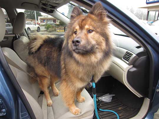 Eurasier dog Kodiak his Subaru Impreza Sport, January 2014