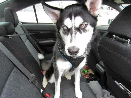 Kona the 1 year old husky in her Subaru WRX July 2018