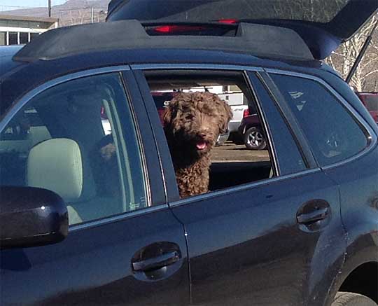 Carol's Labradoodle in the new 2013 Subaru Outback