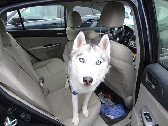 Leila the Husky in her 2015 Impreza Sport, September 2015