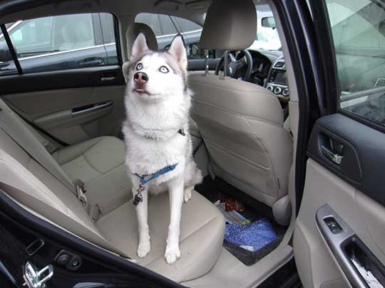 Leila the Husky in her deep sea blue 2015 Impreza Sport, September 2015