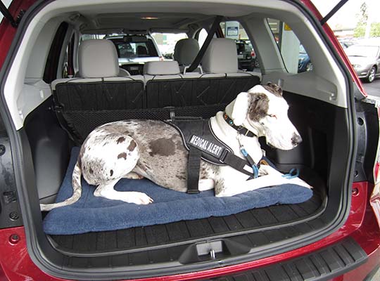 Great Dane Lily-Belle in her owner's sister's new Subaru Forester, April 2016.