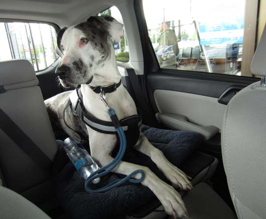 Great Dane Lily-Belle in her owner's sister's new Subaru Forester with the back seat folded down.
