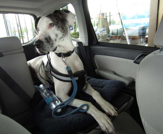 Great Dane Lily-Belle in her owner's sister's new Subaru Forester with the back seat folded down.