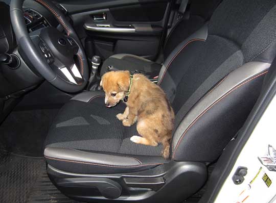 8 week old puppy Lolo in her 2016 Subaru Crosstrek. Australian Cattle Dog/Shepard mix. August 2016