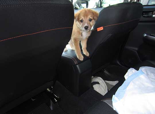 8 week old puppy Lolo on the armrest of her 2016 Subaru Crosstrek. Australian Cattle Dog/Shepard mix. August 2016