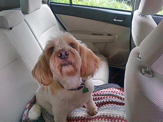 louis the dog in his new 2013 subaru impreza