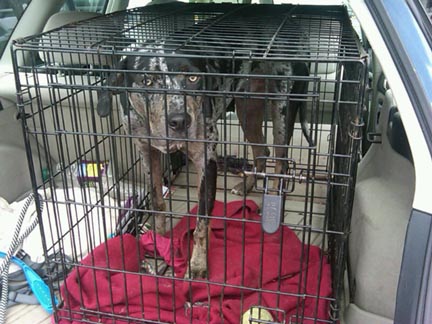 a Louisiana Catahoula leopard hound