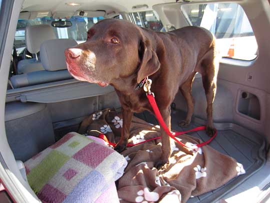 Lucy the Lab in her Forester, July 2014