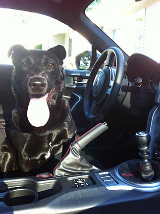 Lulu the dog in her subaru BRZ Limited