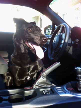 black lab in a subaru brz