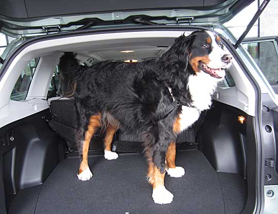 Bernese Mountain Dog Makwa is 3 years old, in her new Subaru Forester, December 2016