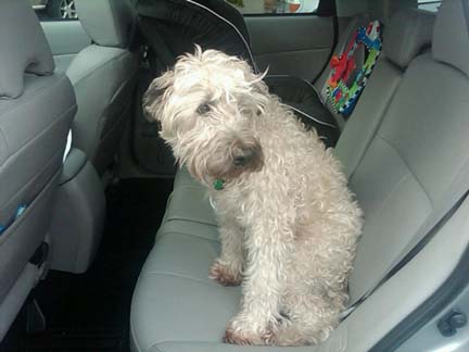 Marley the dog in his 2011 Subaru Forester